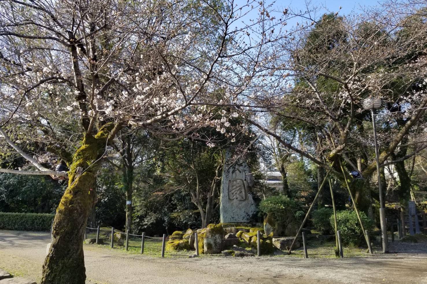 2023年3月19日（日）桜の開花状況を公開しました！