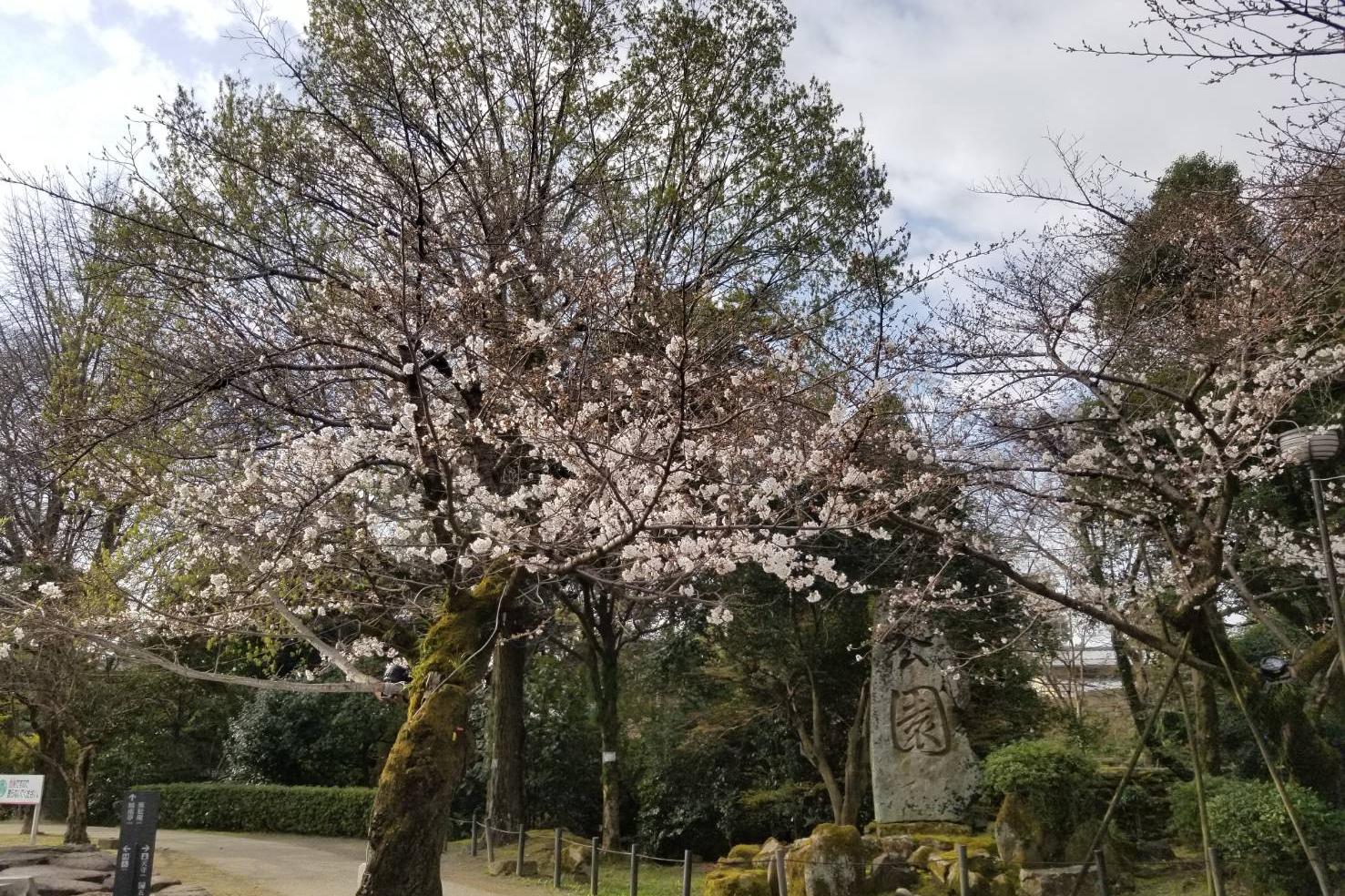 2023年3月21日（火）桜の開花状況を公開しました！