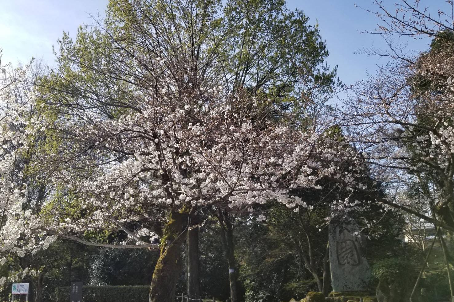 2023年3月22日（水）桜の開花状況を公開しました！