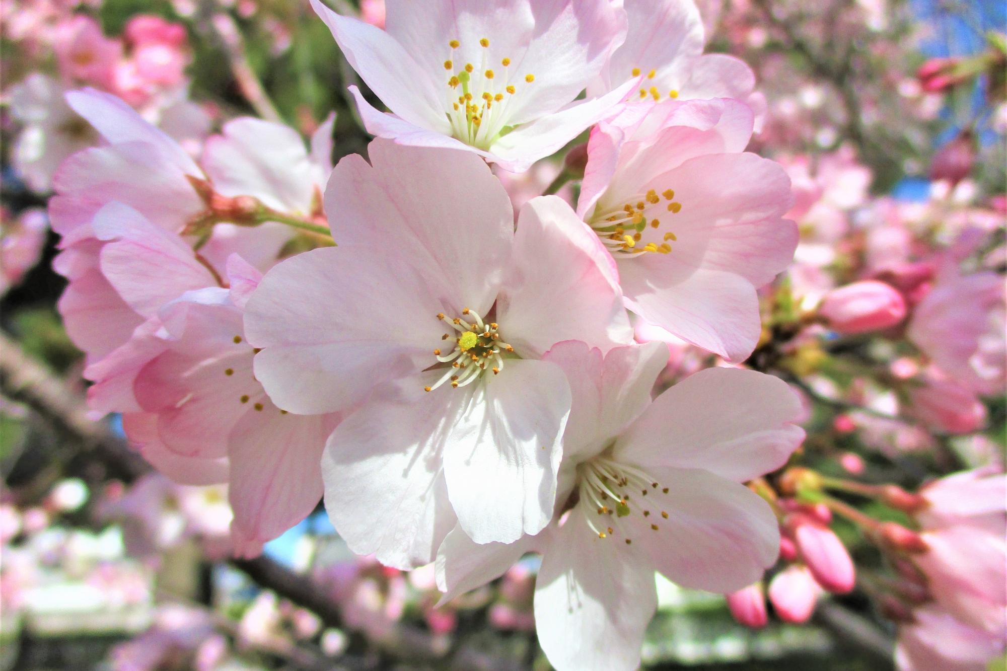 2023年3月22日現在の南公園の桜の開花状況です！