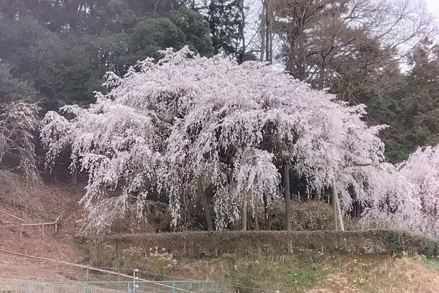 3月23日（木）奥山田のしだれ桜の開花状況をお知らせします！