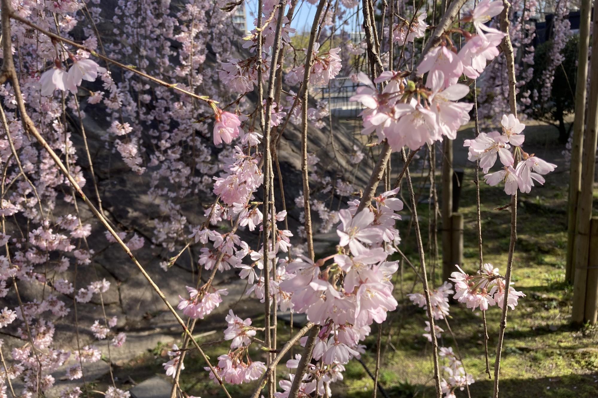 2023年3月23日（木）桜の開花状況を公開しました！