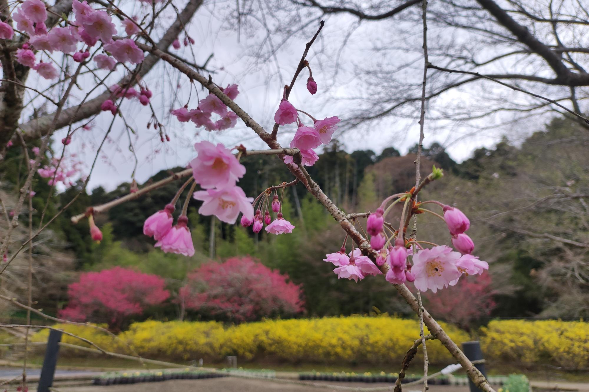 2023年桜の開花状況です