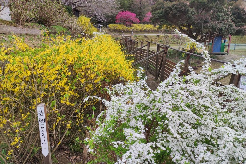 3月23日(木)のお花情報(様々な花の開花が進んでいます)