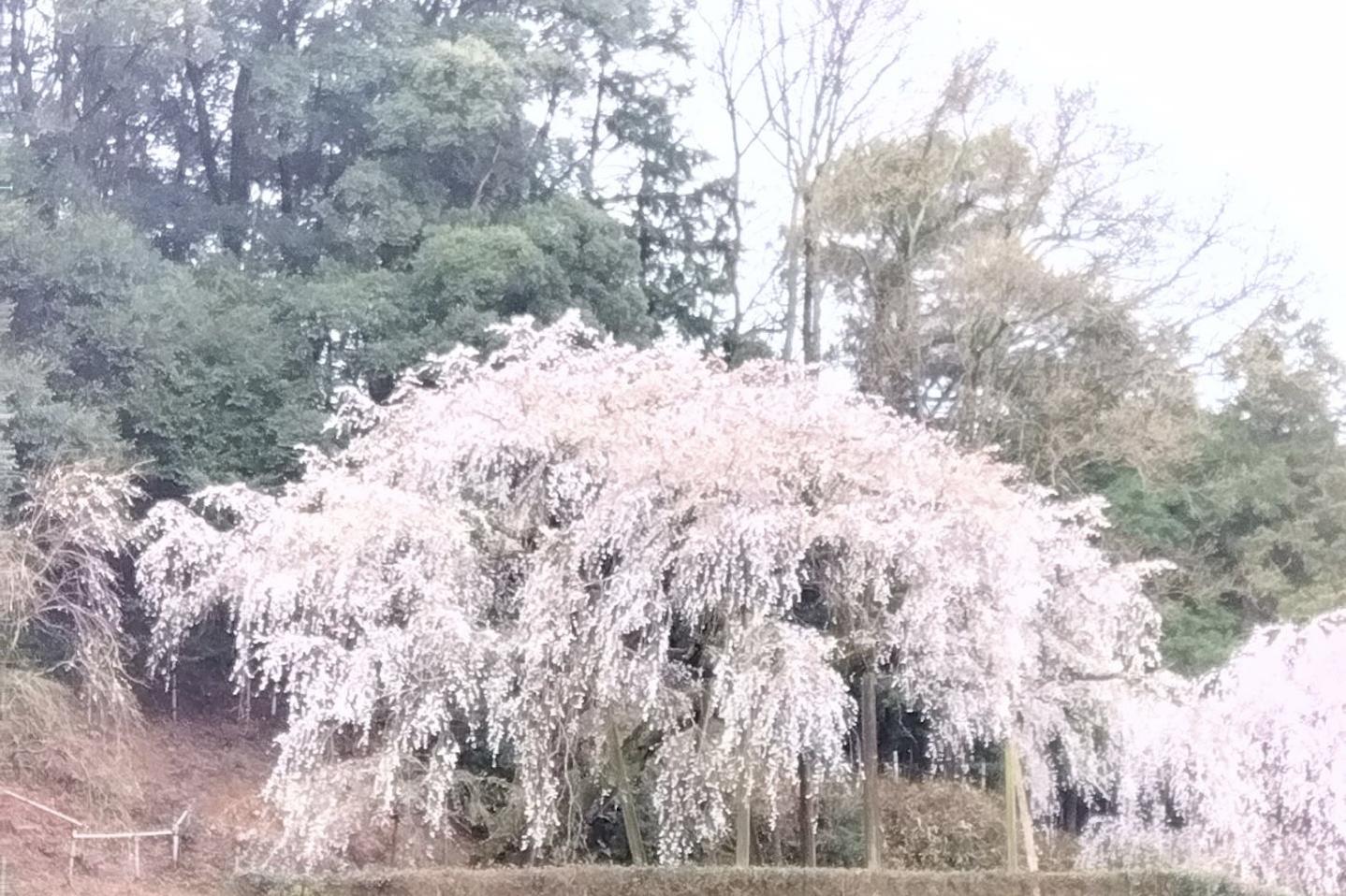 3月24日（金）奥山田のしだれ桜の開花状況をお知らせします！