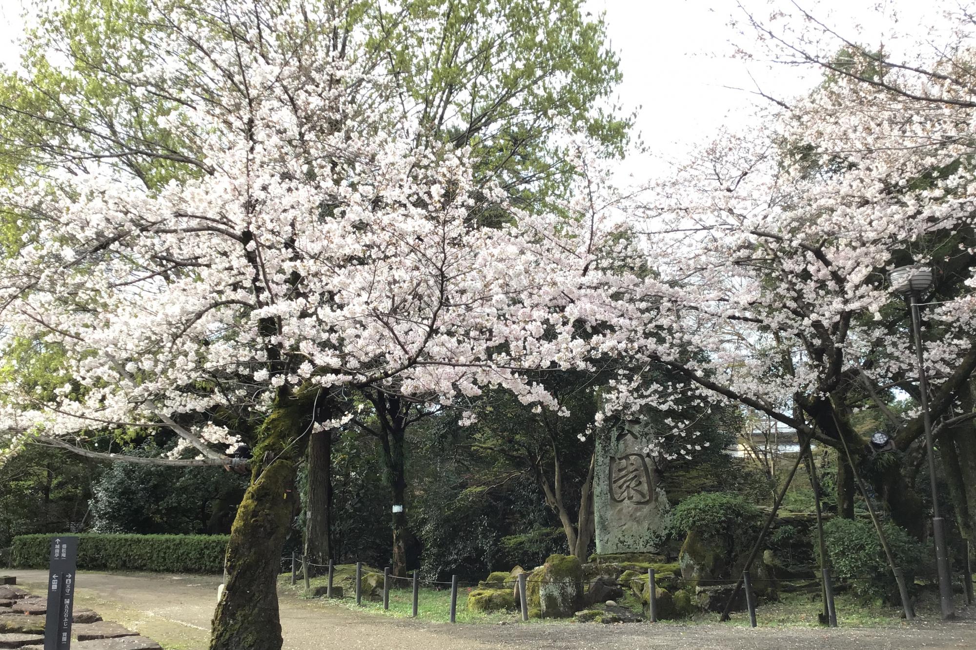 2023年3月24日（金）桜の開花状況を公開しました！