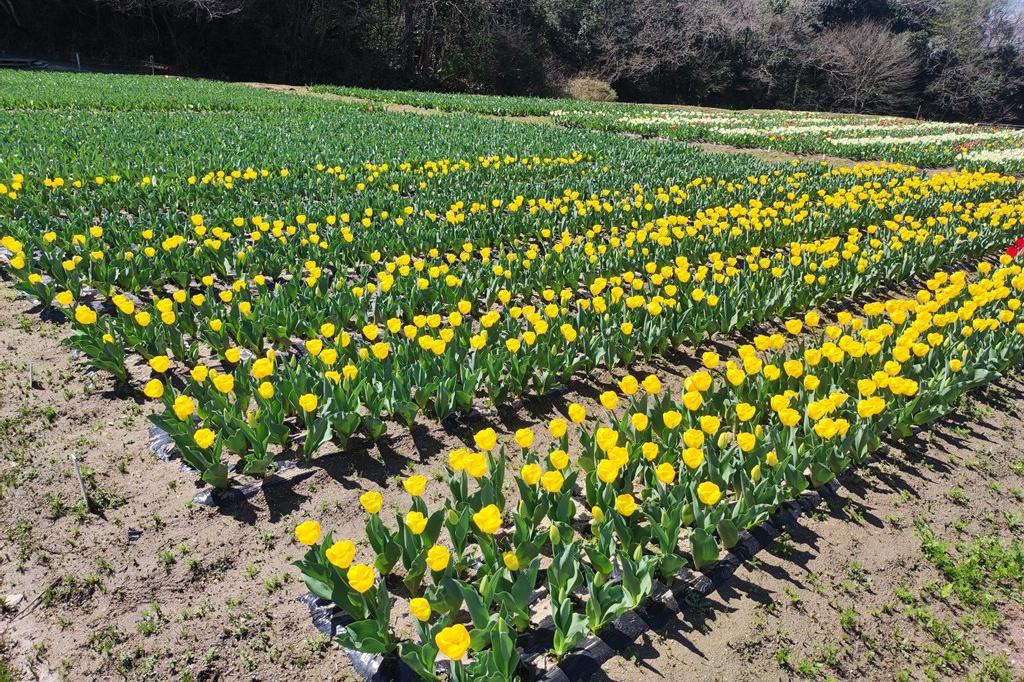 3月24日(金)のチューリップ開花状況です