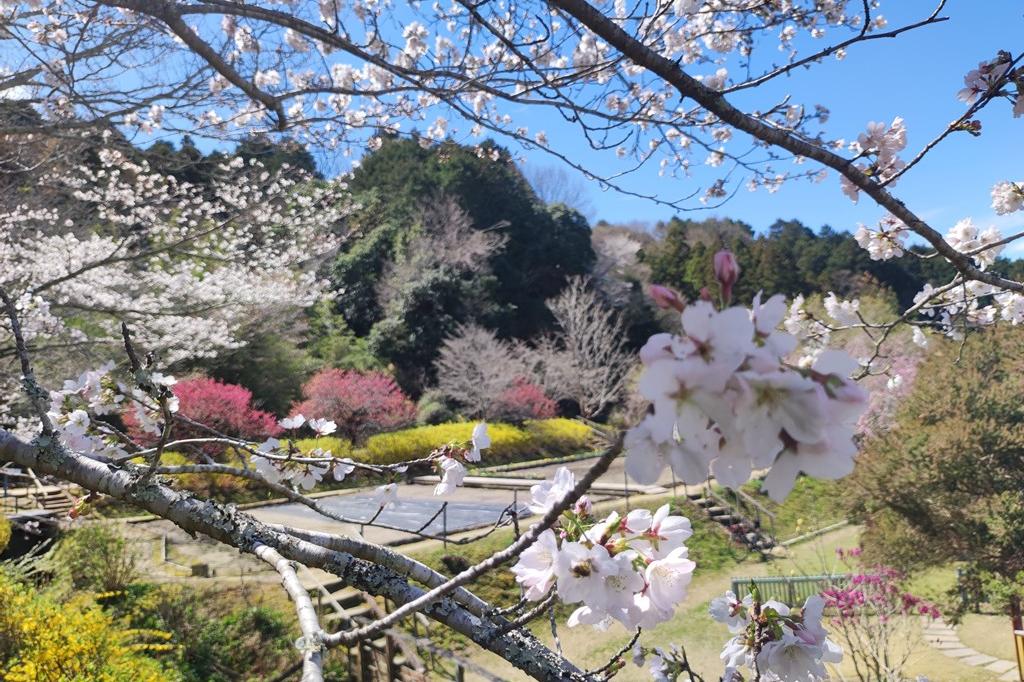 3月24日(金)の桜の開花状況です