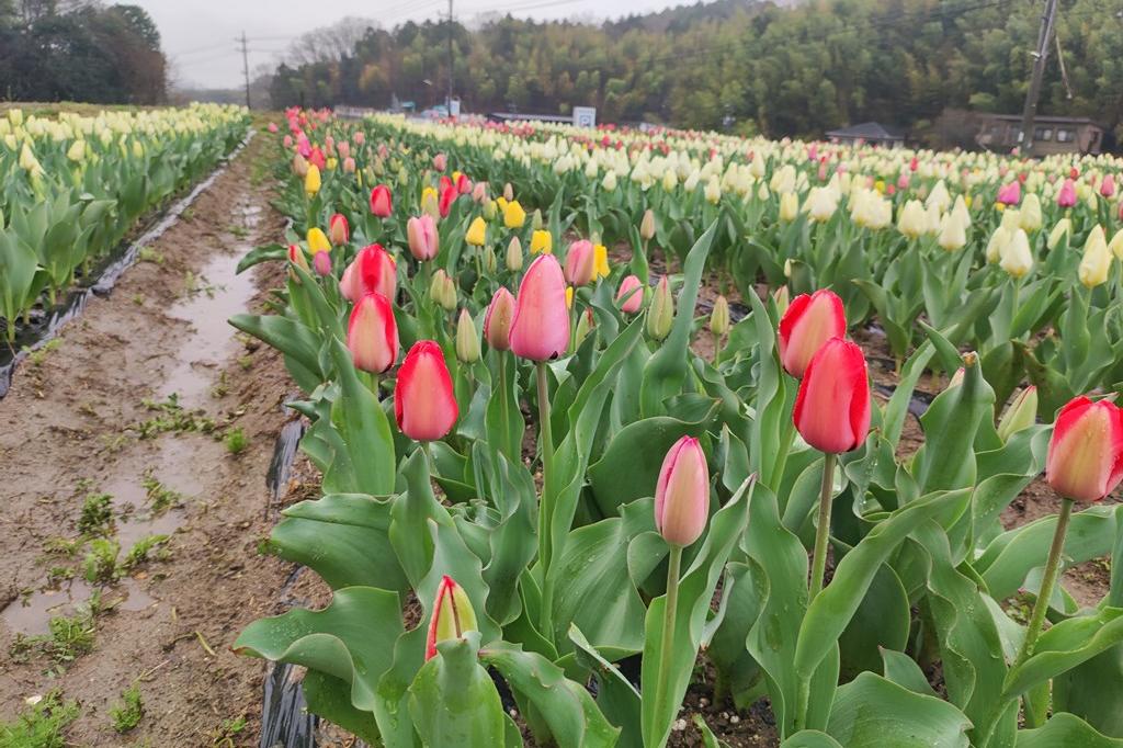 3月25日(土)のチューリップ開花状況です