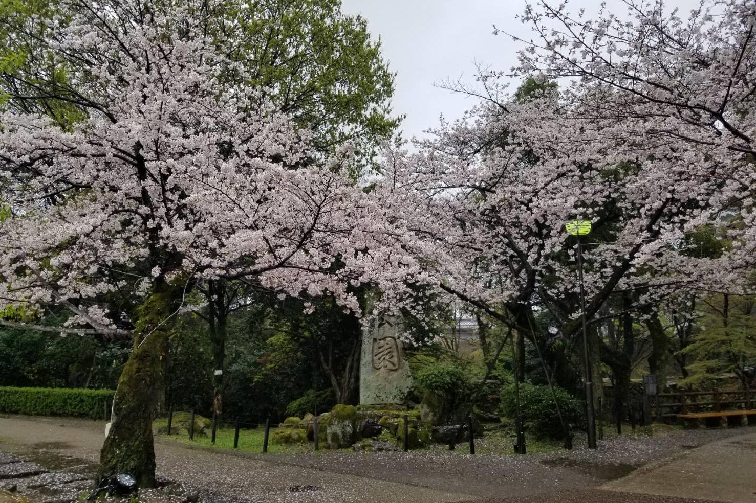 2023年3月25日（土）桜の開花状況を公開しました！