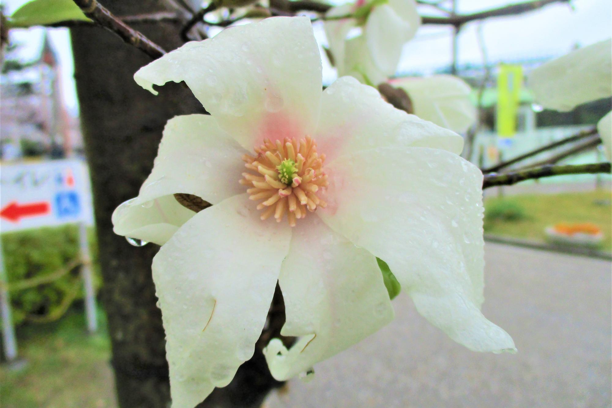 コブシの開花状況です！