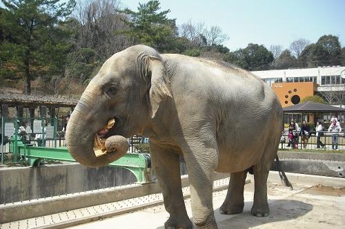 「ゾウのふじ子」55歳の誕生日会を開催します。【東公園動物園】