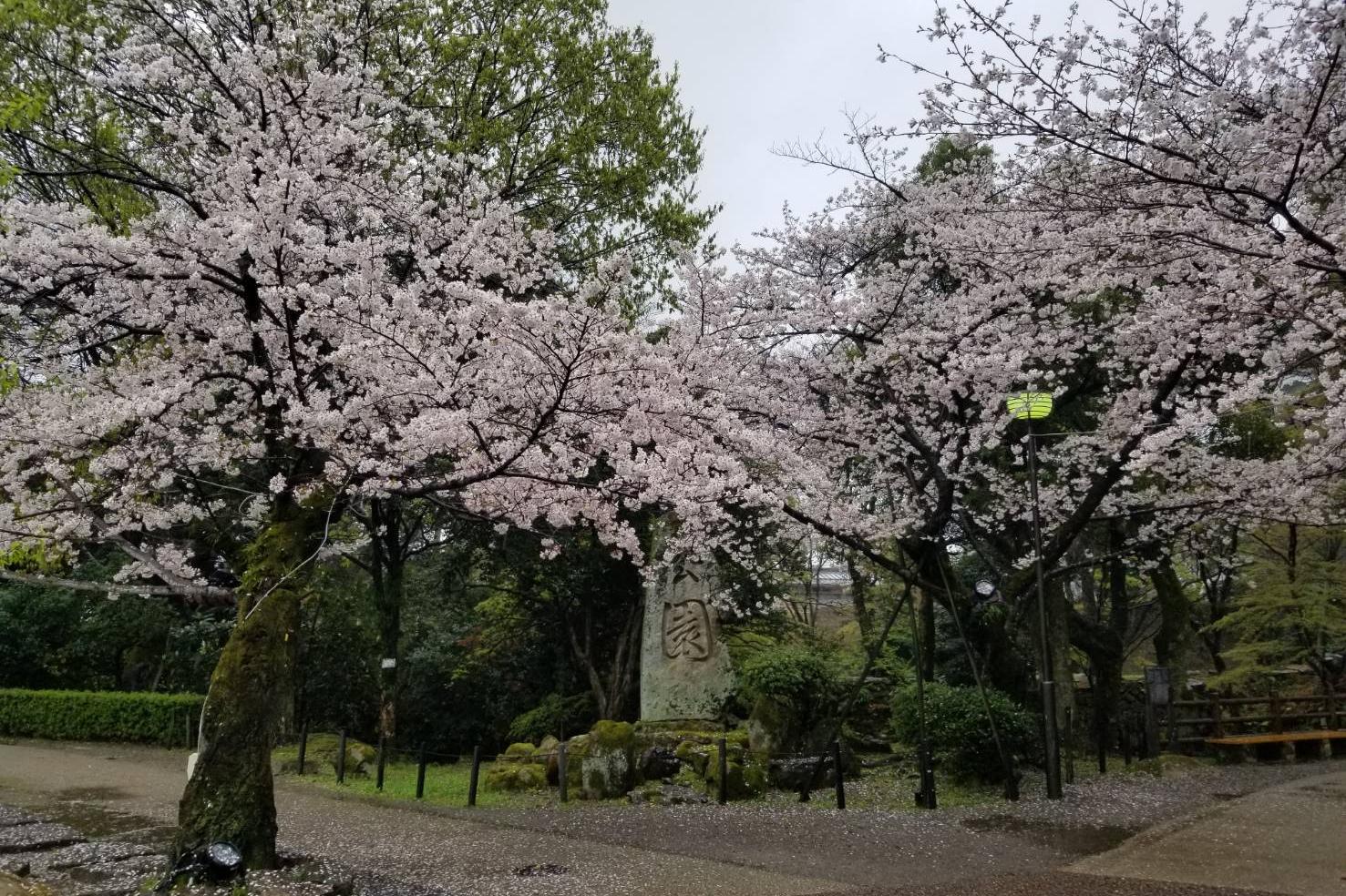 2023年3月26日（日）桜の開花状況を公開しました！