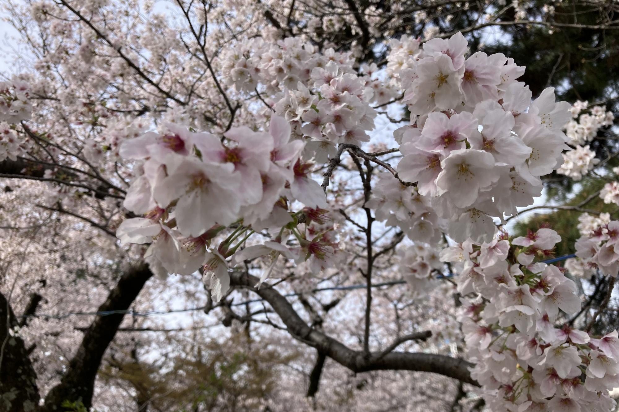 2023年3月27日（月）桜の開花状況を公開しました！