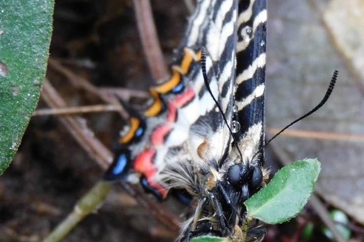 北山湿地でギフチョウが飛び始めました！