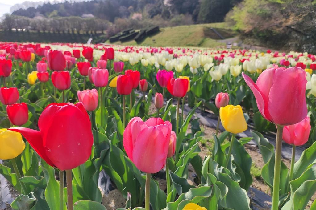 3月28日(火)のチューリップ開花状況です(開花が進んでいます)