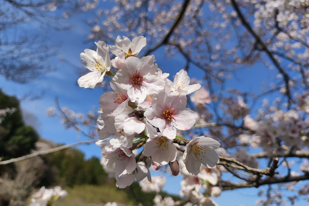 3月28日(火)の桜の開花状況です(満開です!)