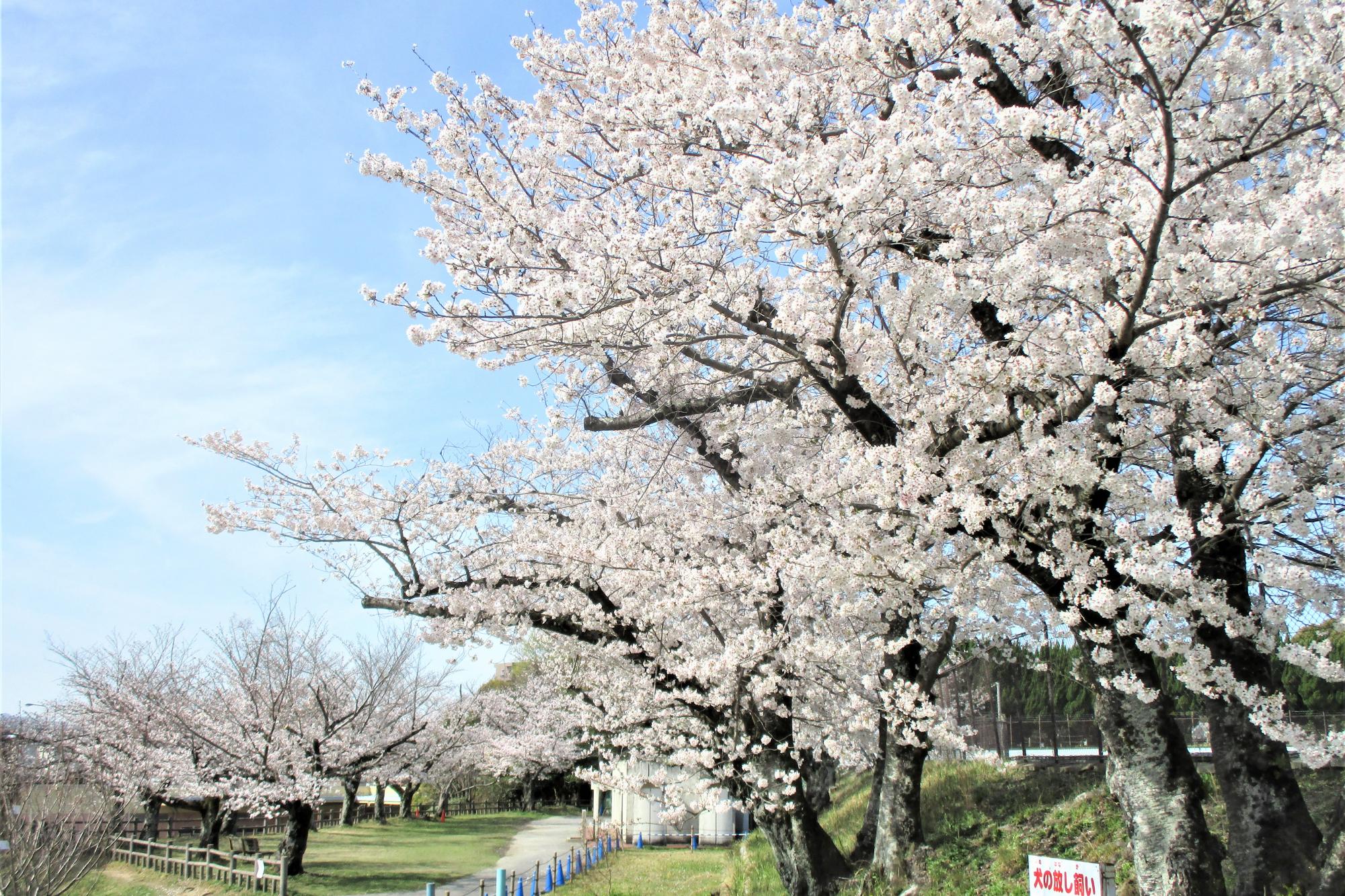 2023年3月28日現在の南公園の桜の開花状況です！