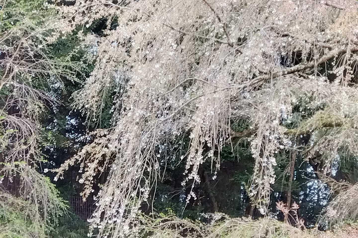 3月29日（水）奥山田のしだれ桜の開花状況をお知らせします！