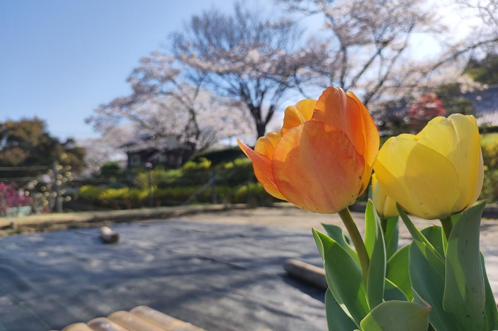 3月29日(水)のチューリップ開花状況です(見頃です!）