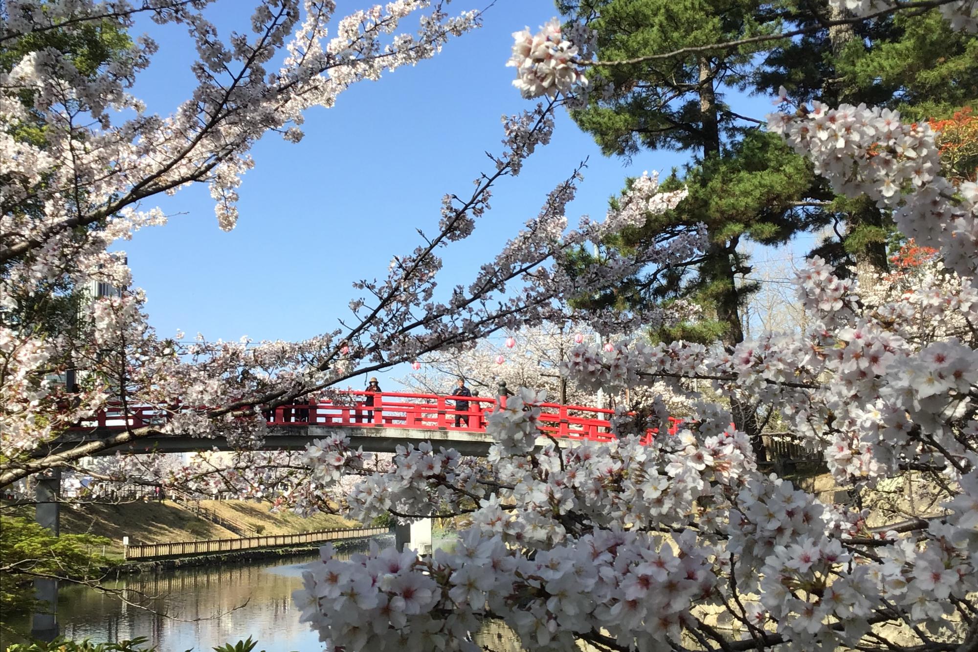 2023年3月29日（水）桜の開花状況を公開しました！