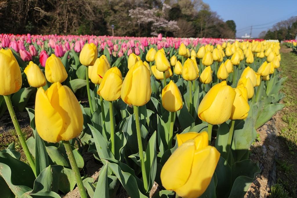 3月30日(木)のチューリップ開花状況です