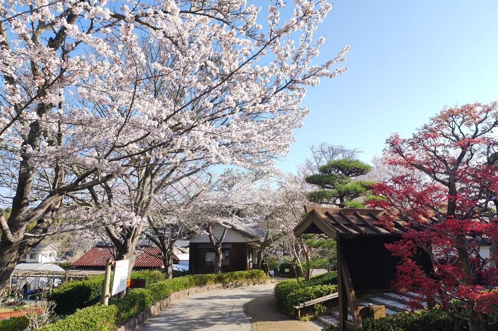 3月30日 (木)の桜の開花状況です