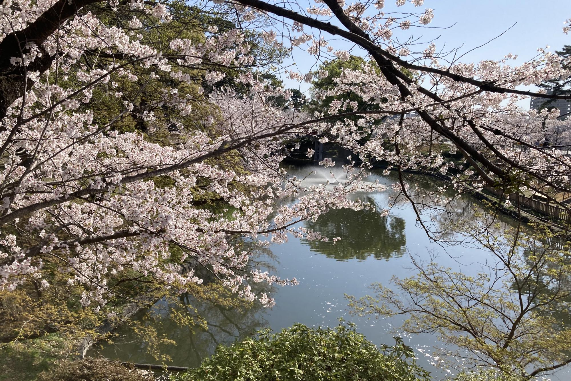 2023年3月30日（木）桜の開花状況を公開しました！