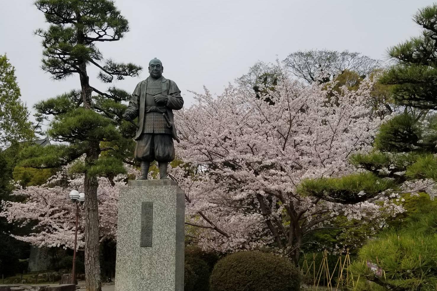 2023年3月31日（金）桜の開花状況を公開しました！