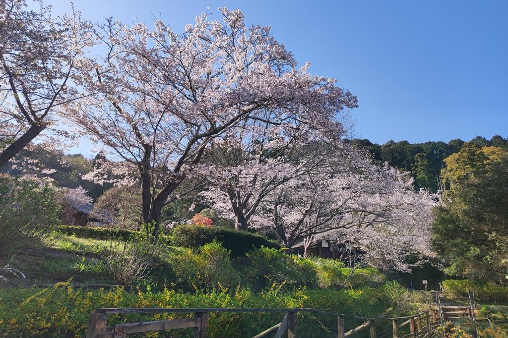 4月1日(土)の桜の開花状況です