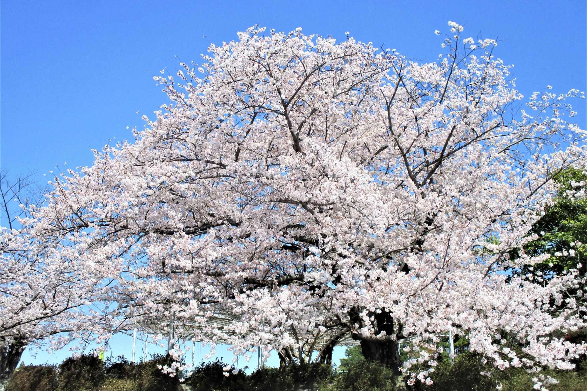 2023年4月1日現在の南公園の桜の開花状況です！