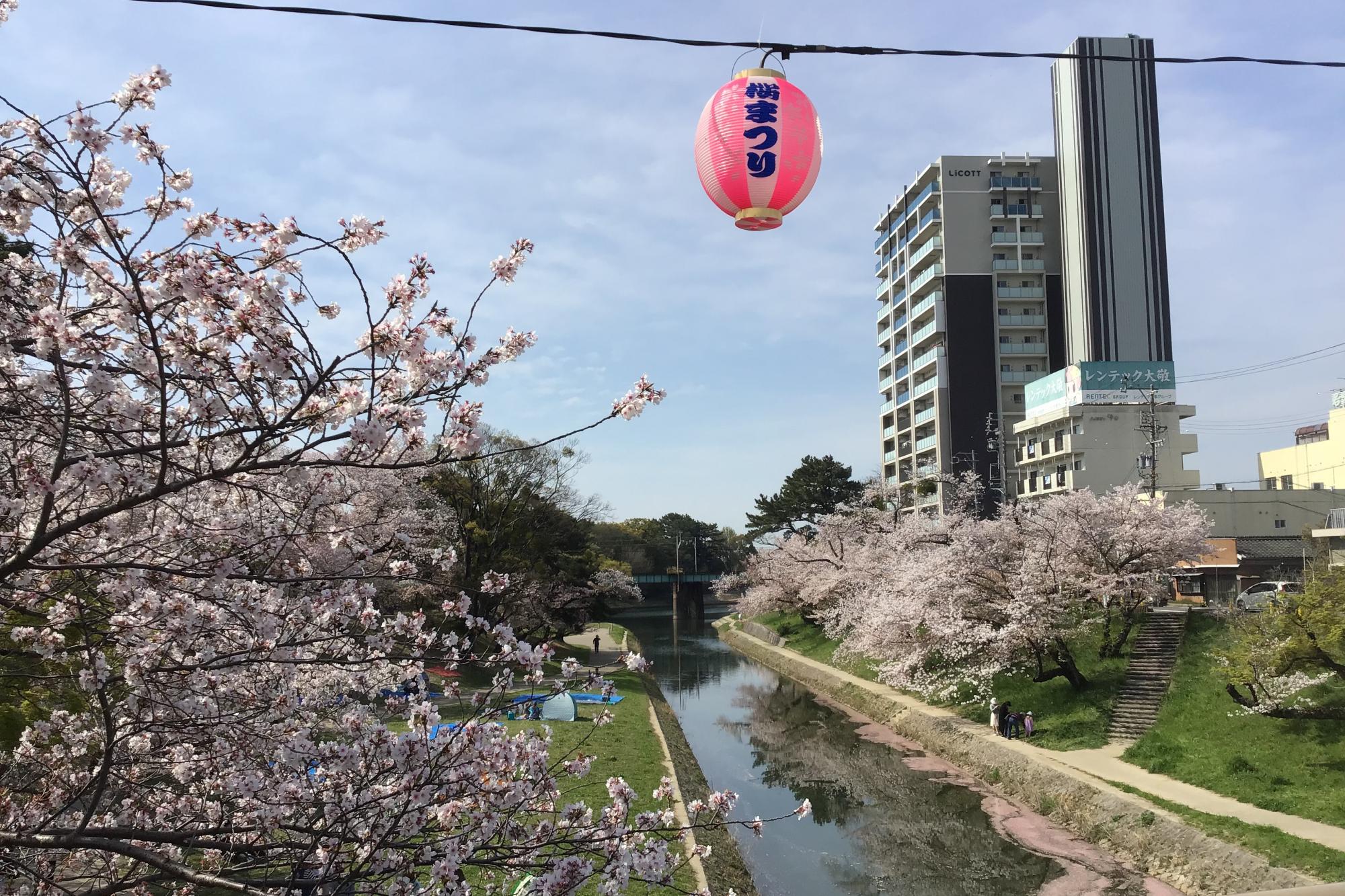 2023年4月2日（日）桜の開花状況を公開しました！