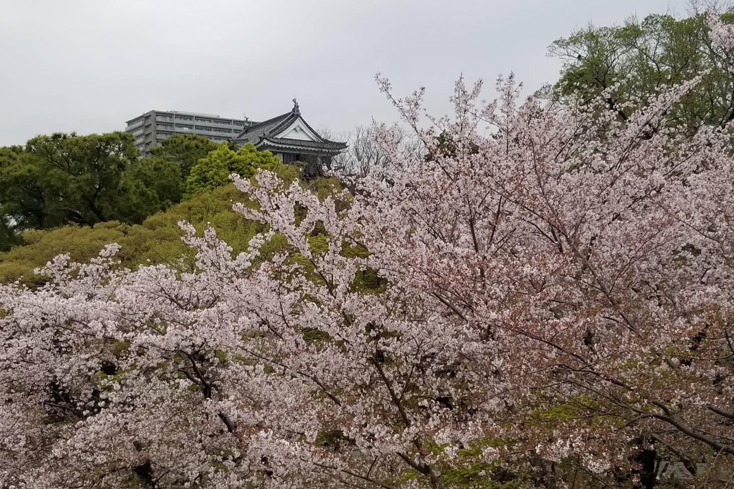 2023年4月3日（月）桜の開花状況を公開しました！