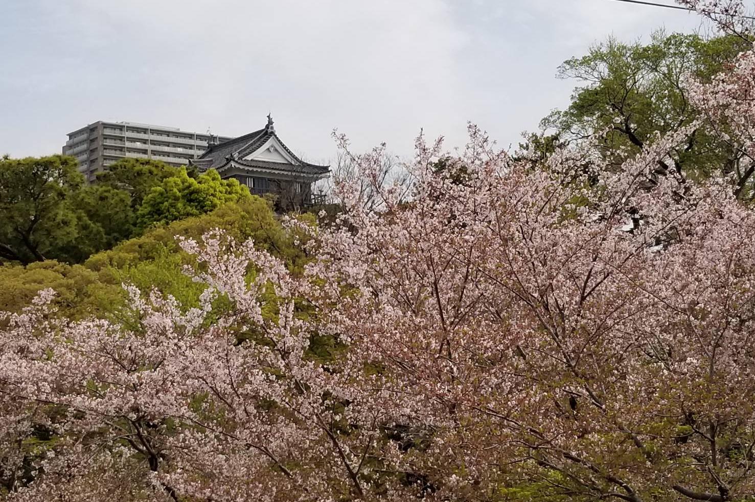 2023年4月5日（水）桜の開花状況を公開しました！