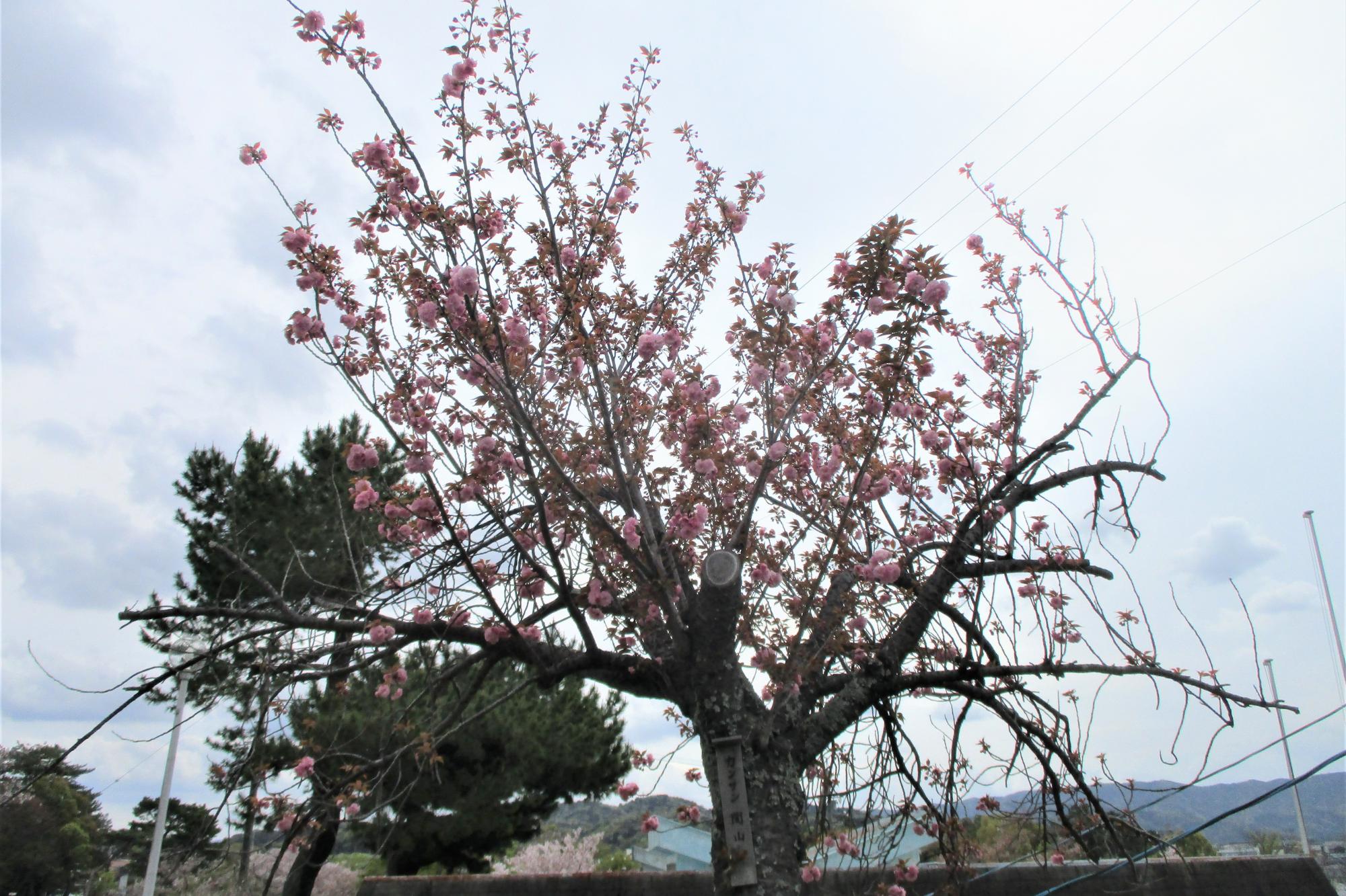 2023年4月5日の南公園の桜の開花状況です！