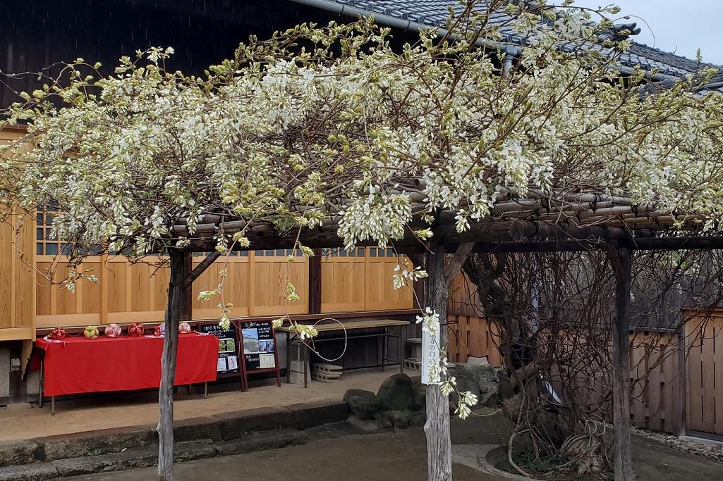 松應寺白藤の開花状況を更新しました！