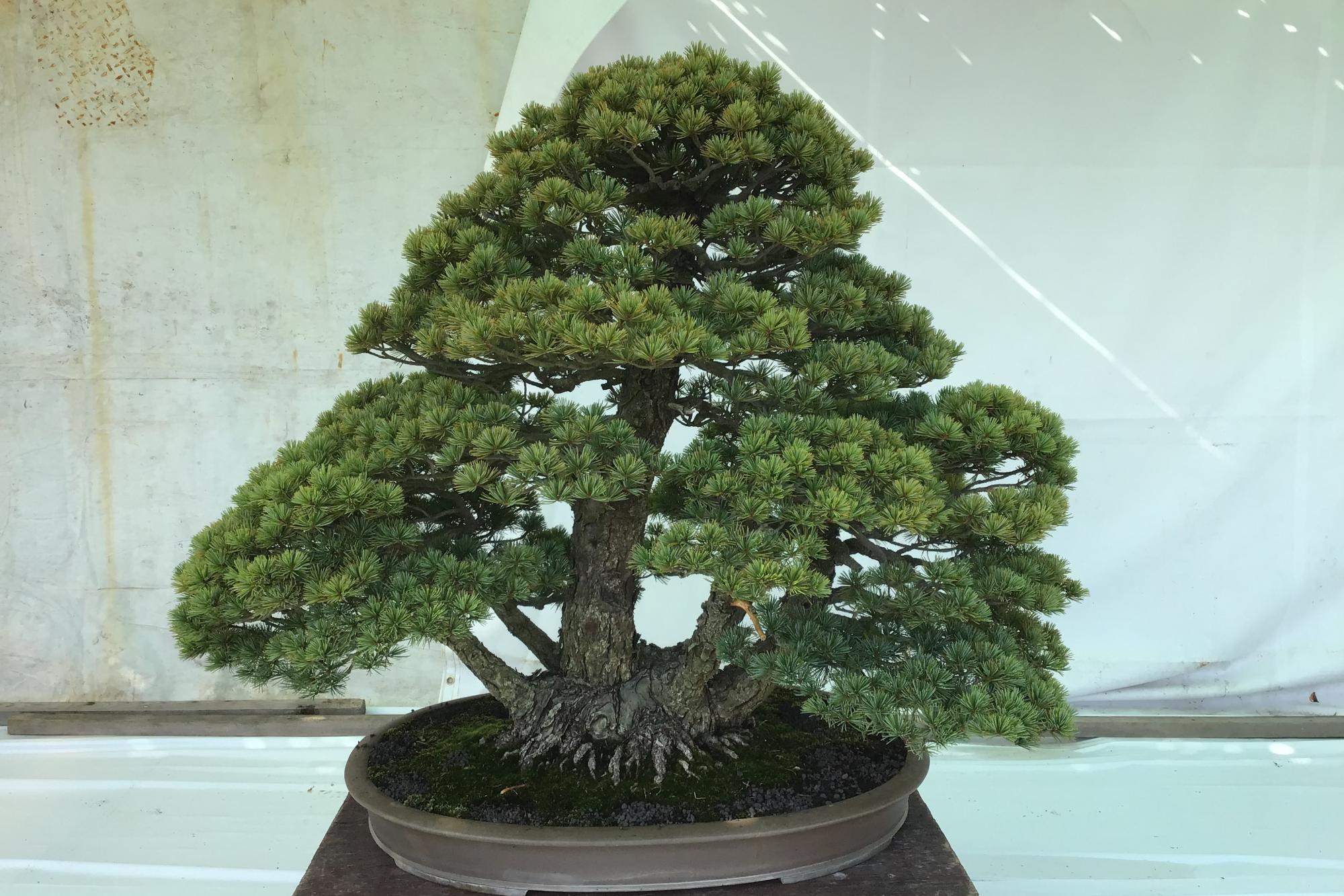 令和5年度　緑化植物展示会（岡崎城公園）が開催中です。