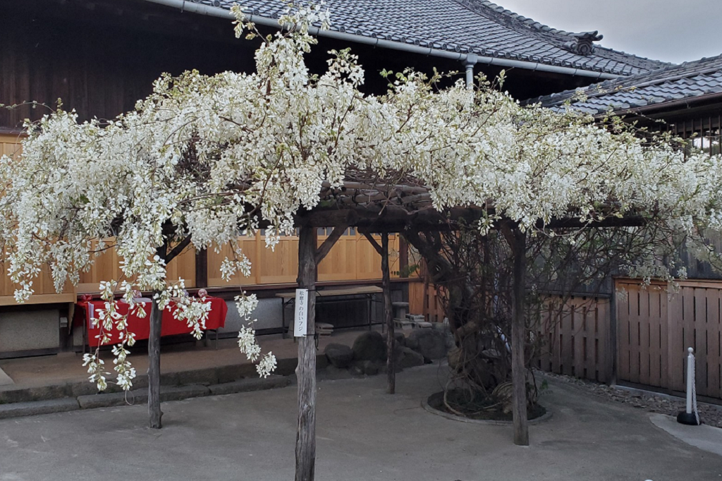2023年4月10日（月）時点の松應寺「白藤」の開花状況です