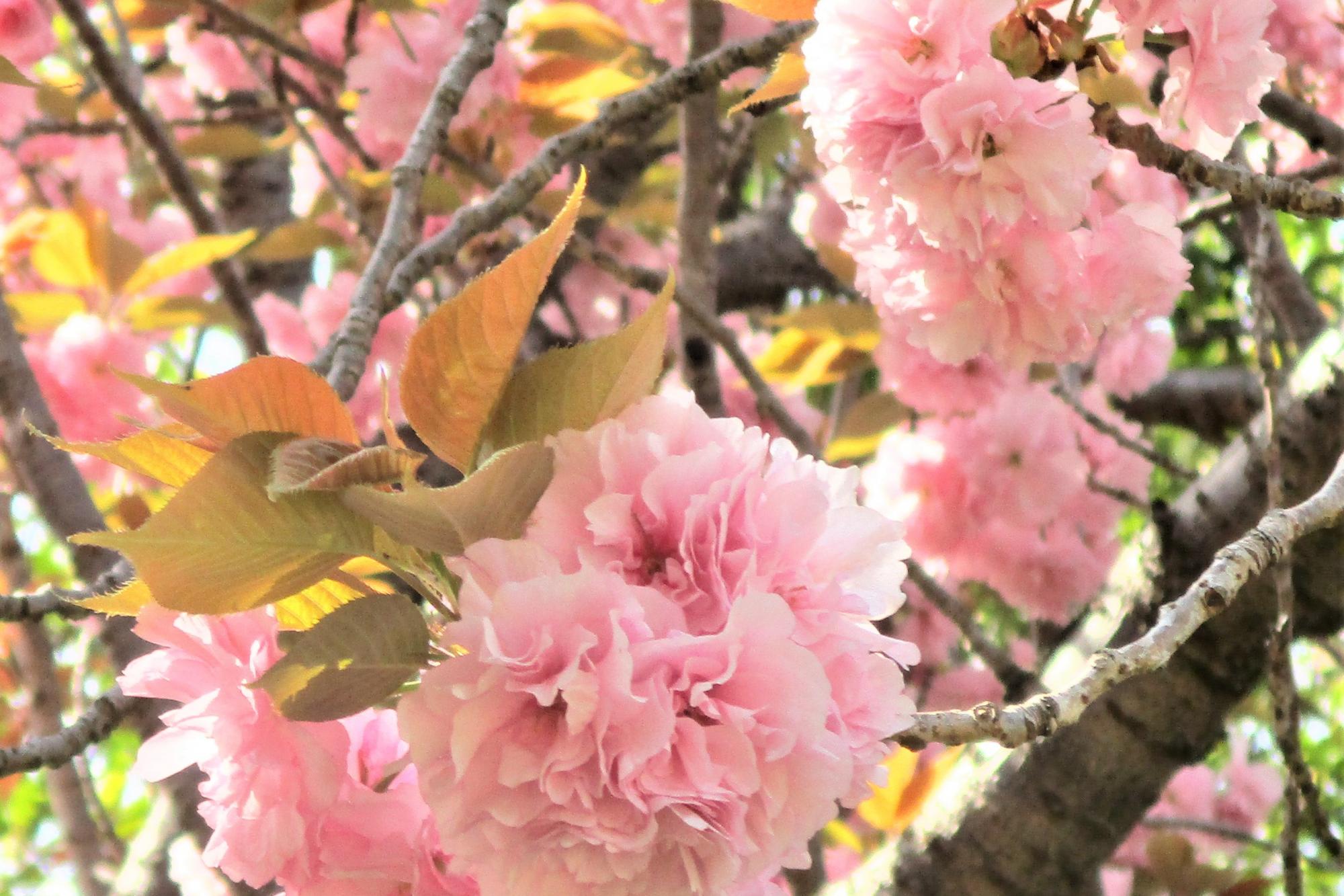 2023年4月11日現在の南公園の桜の開花状況です！