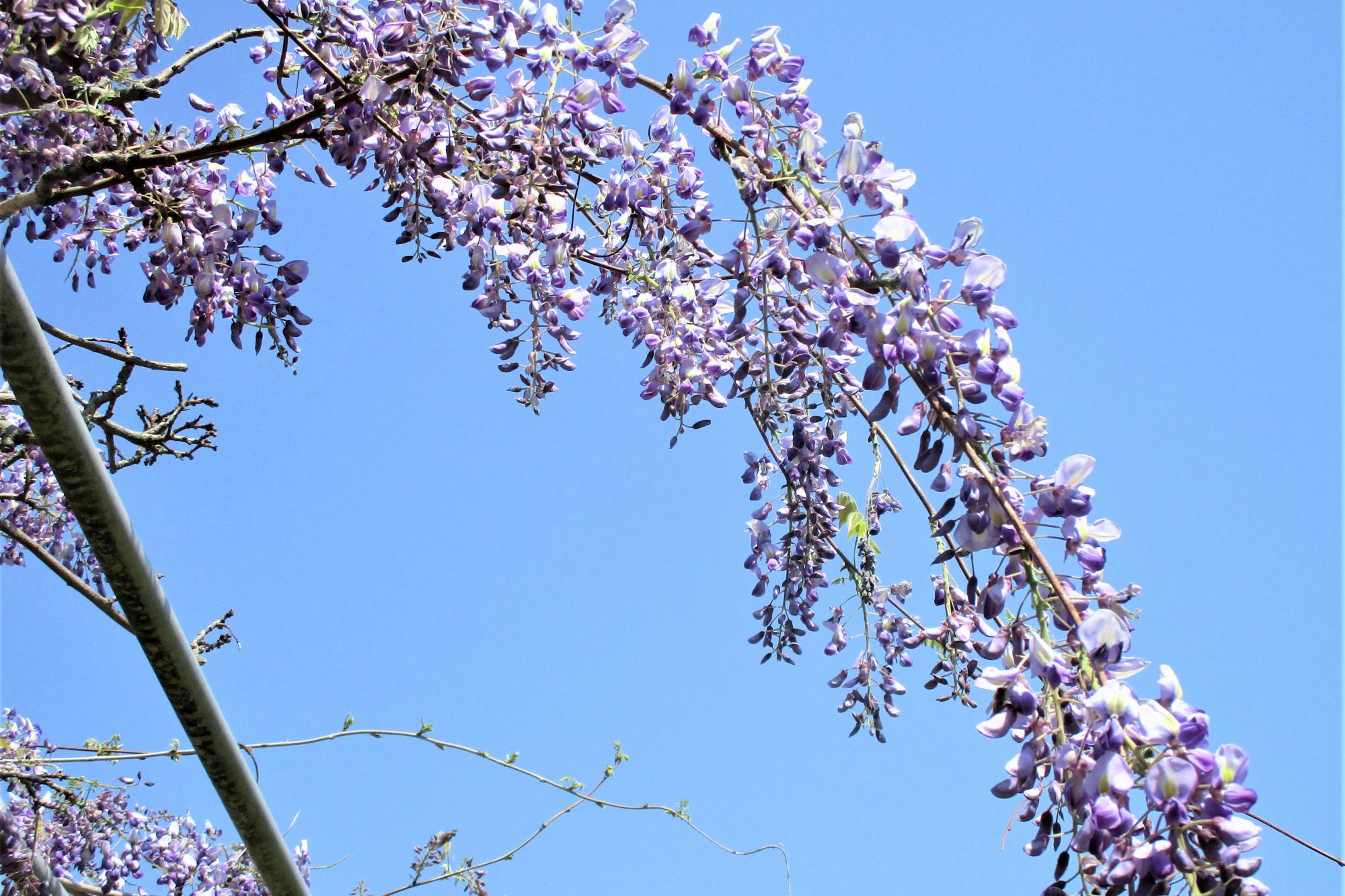 2023年の南公園の藤の開花状況です！