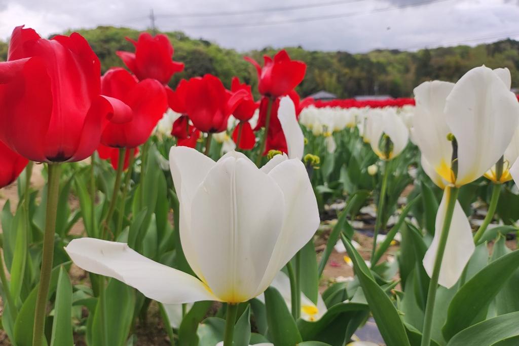 4月11日(火)のチューリップ畑の様子です(多くが散っています)