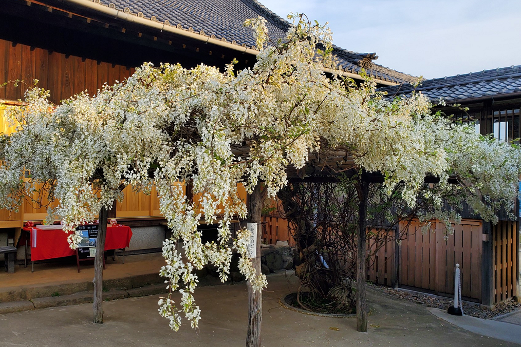 2023年4月12日（水）時点の松應寺「白藤」の開花状況を更新しました