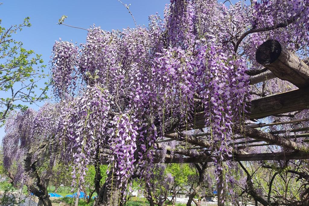 4月13日(木)のお花情報(藤が咲き始めました)