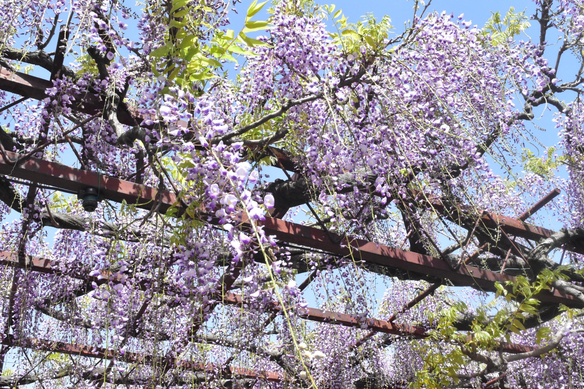 2023年4月13日(木)時点の徳王神社の藤の開花状況を更新しました。