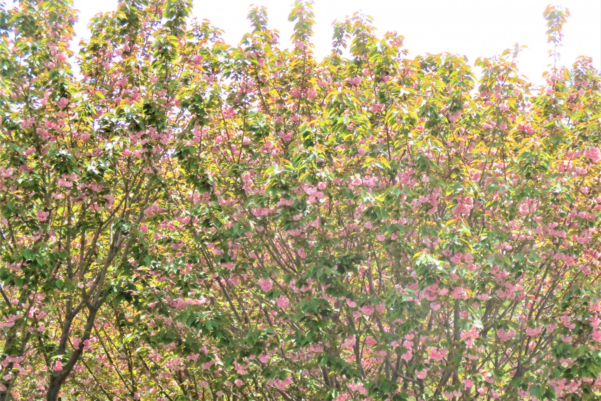 2023年4月14日現在の南公園の桜の開花状況です！（最終）