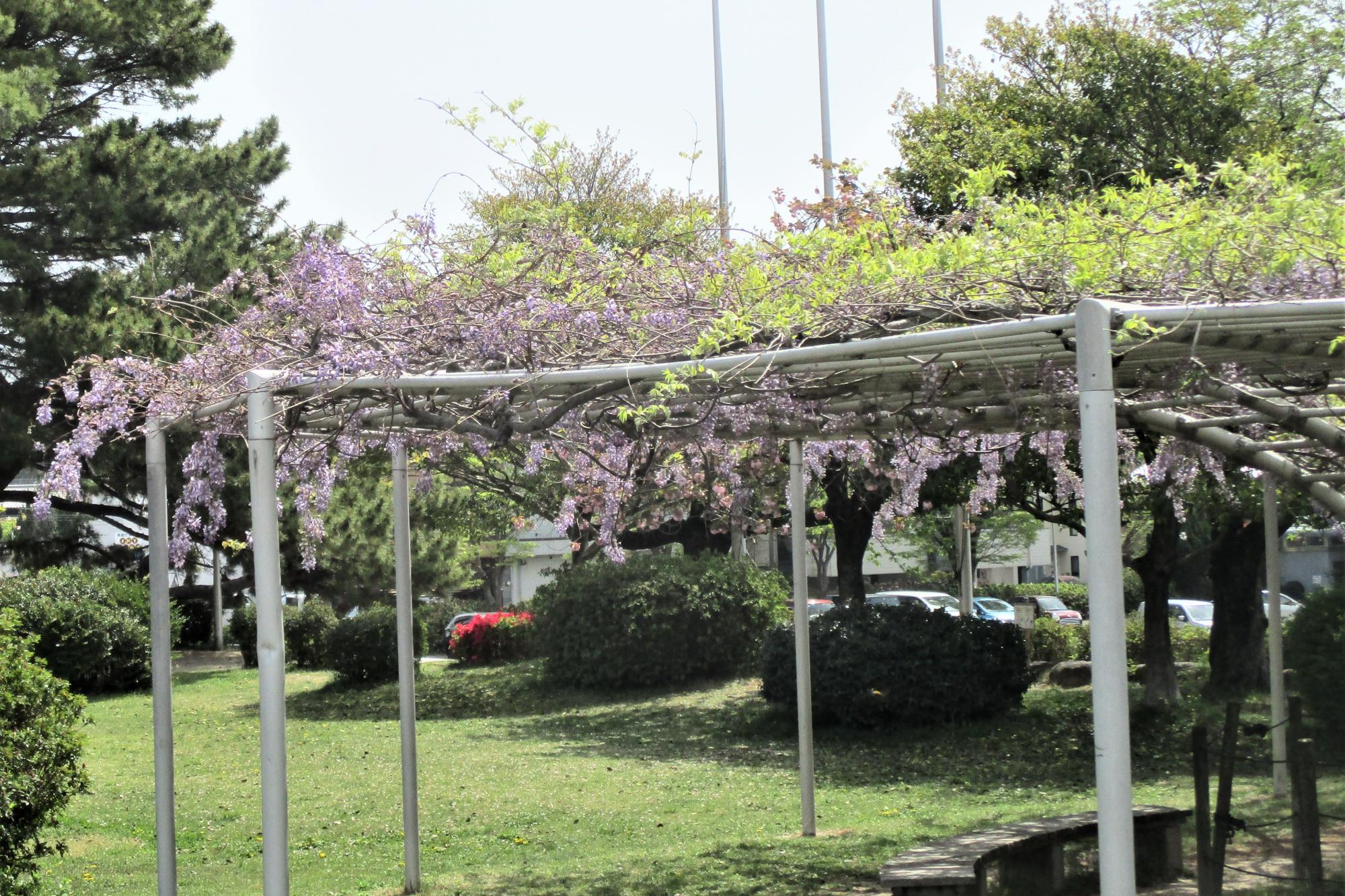 2023年4月14日現在の南公園の藤の開花状況です！