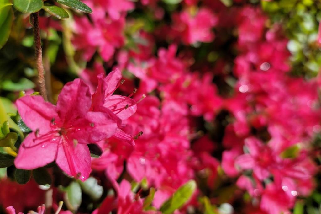 2023年4月16日　中総の開花状況