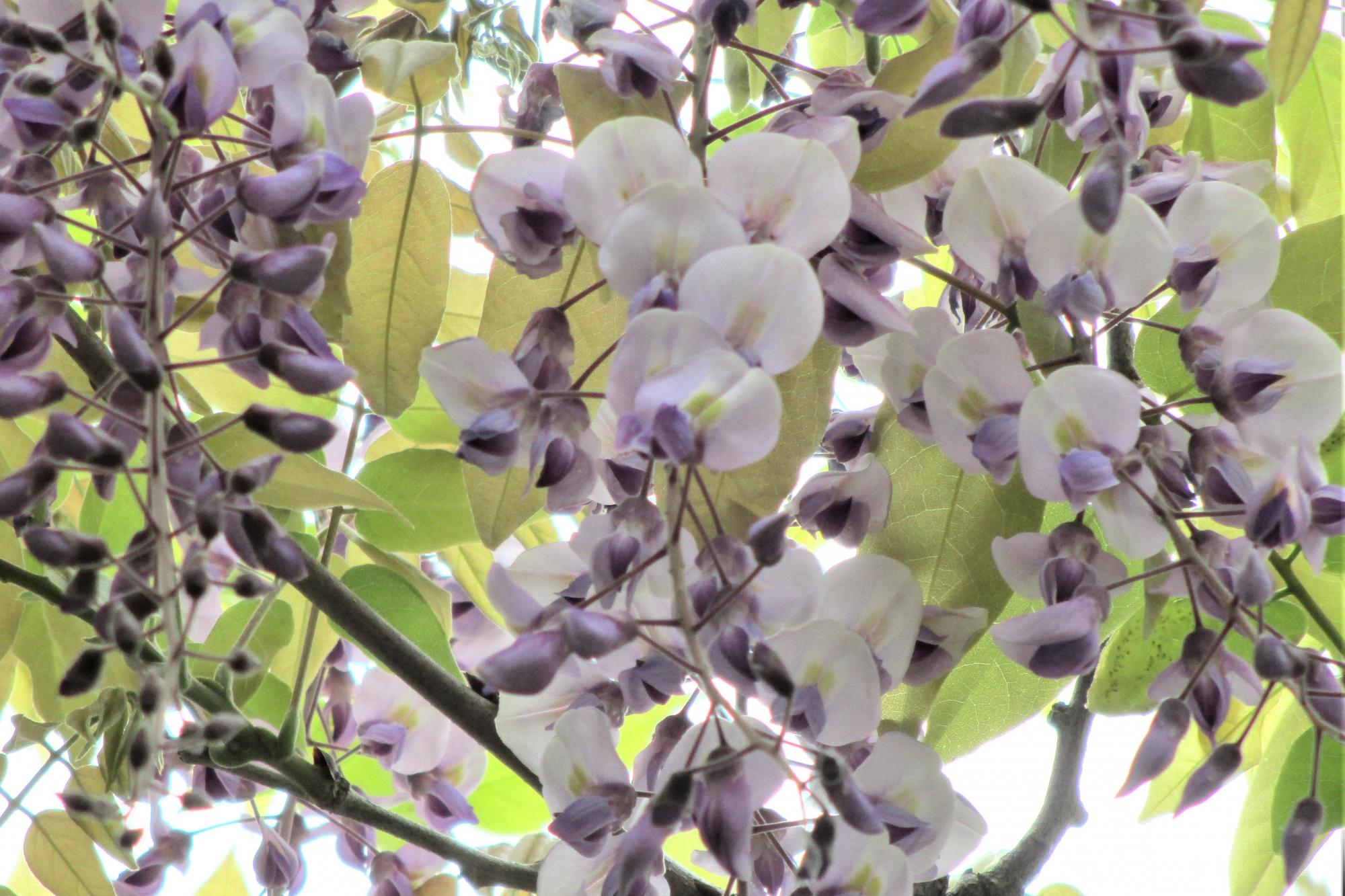 2023年4月18日現在の南公園の藤の開花状況です！