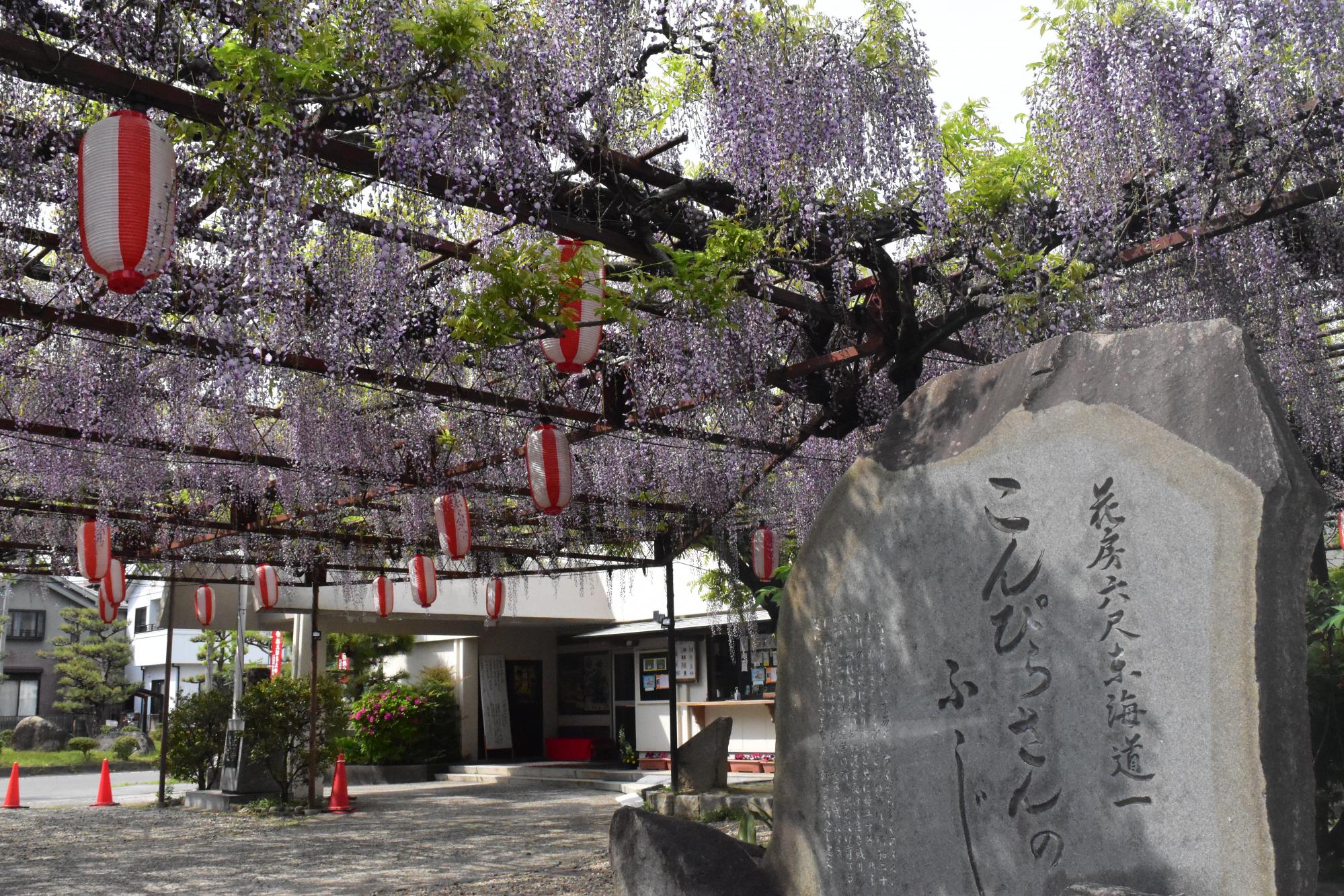 2023年4月18日(火)時点の徳王神社の藤の開花状況を更新しました。