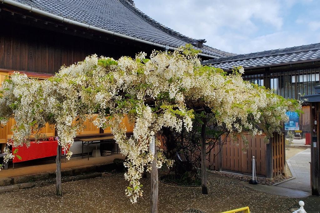 2023年4月19日（水）時点の松應寺「白藤」の開花状況を更新しました